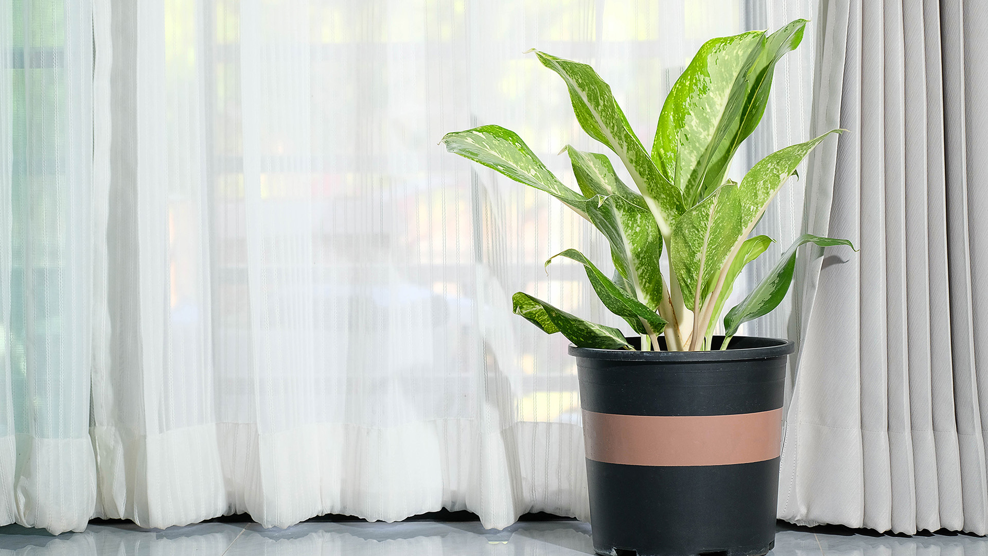 Houseplant like a peace lily or spider plant to purify indoor air and improve smell.