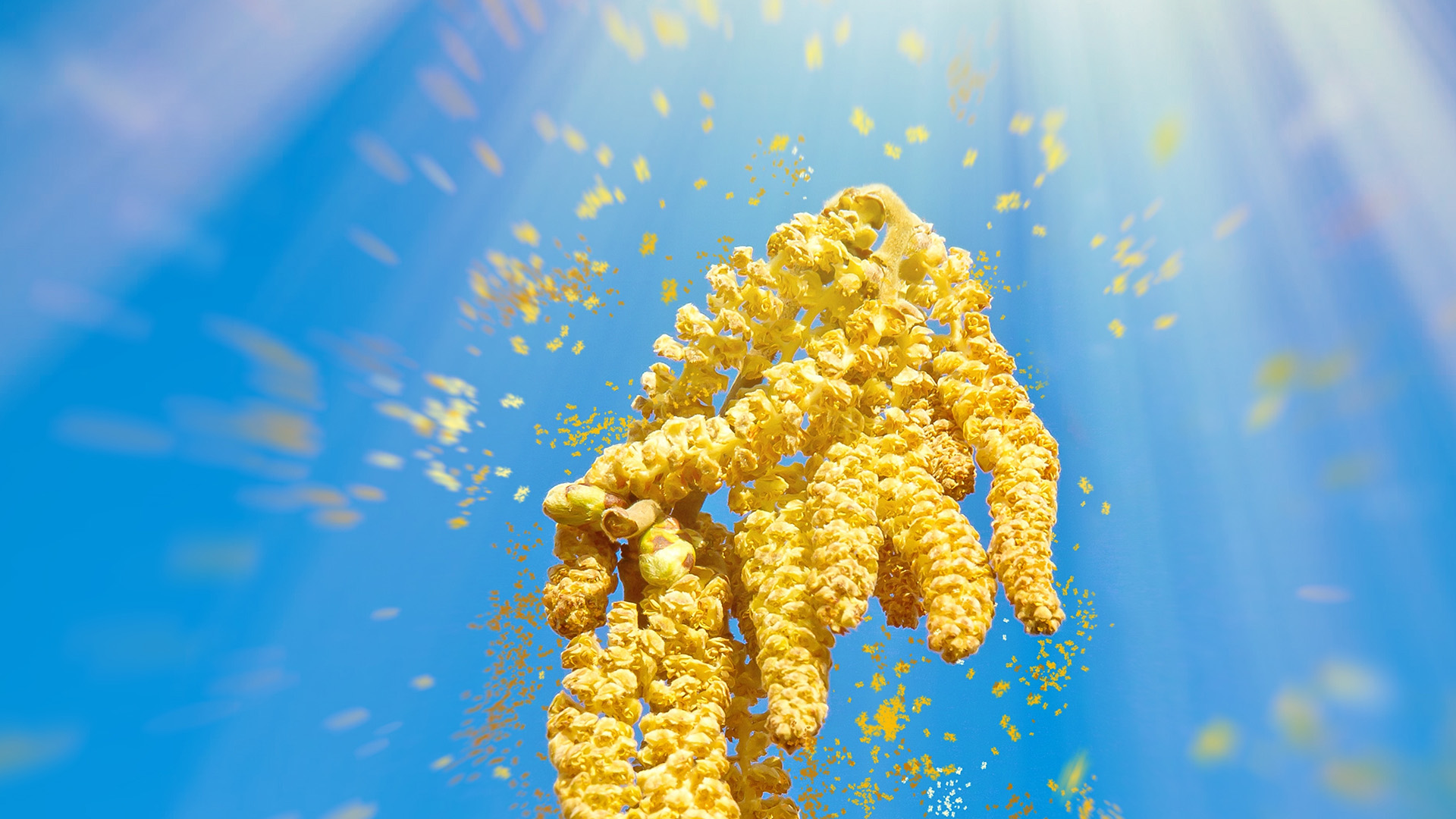 pollen is one of the most common thing makes you allergy