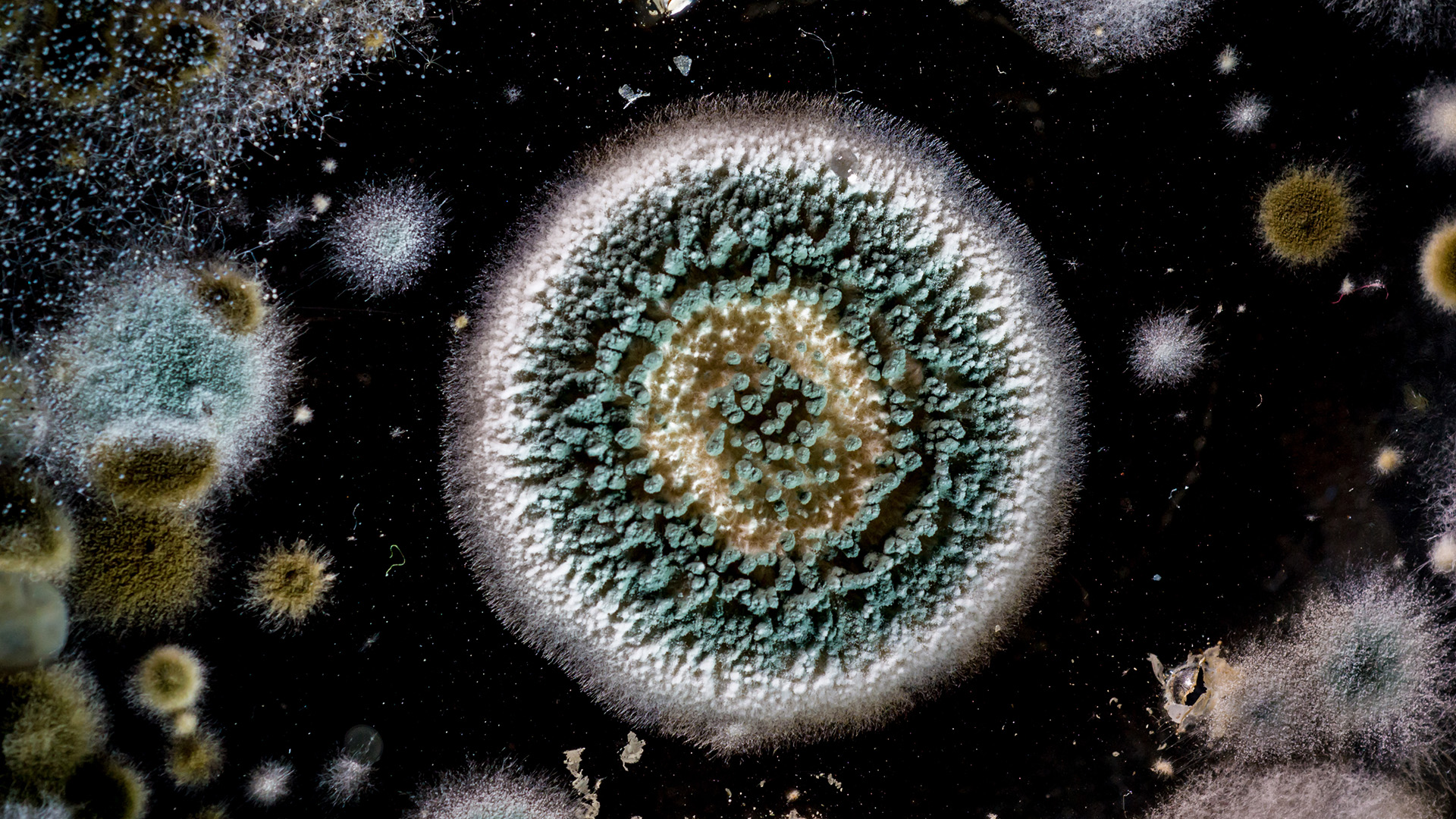 a close-up mold spore