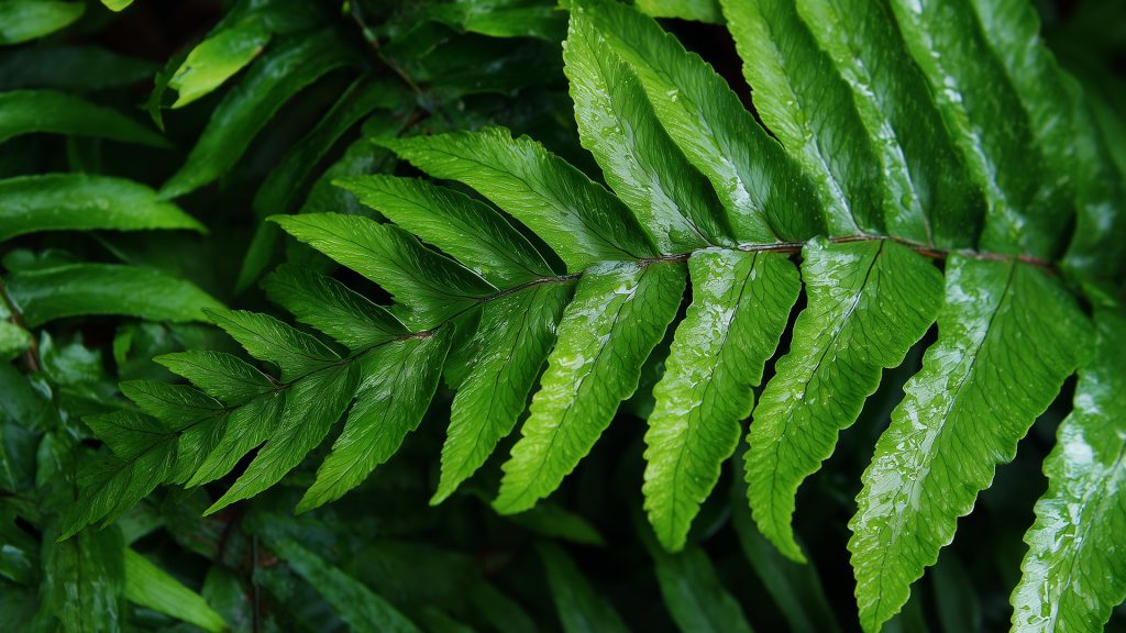 boston fern