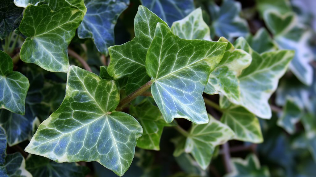 english ivy