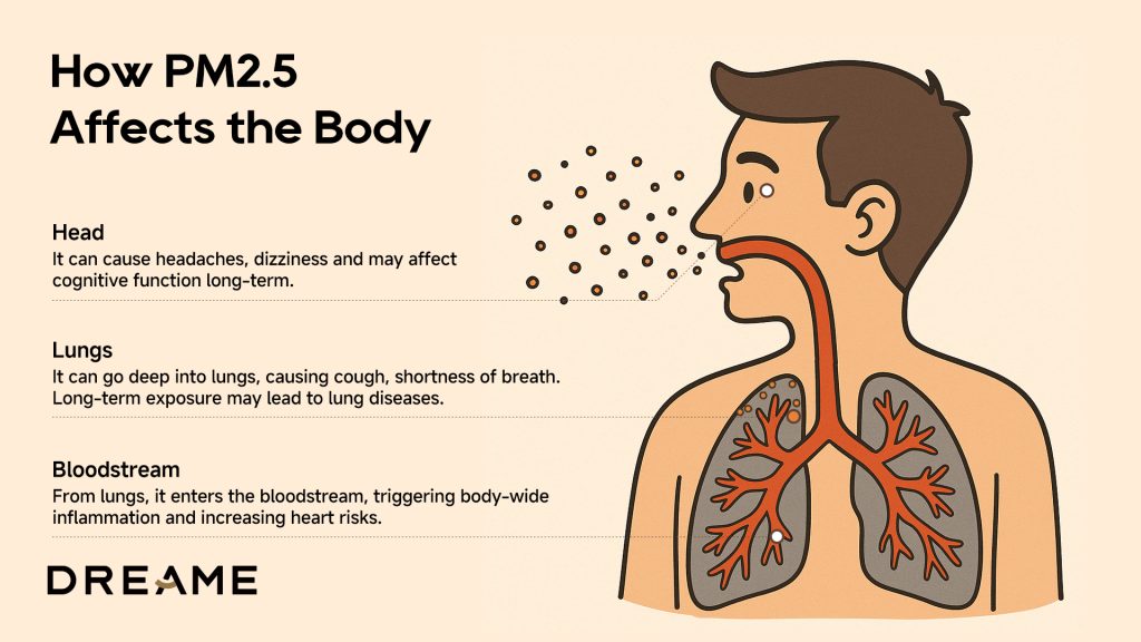 An illustration showing how PM2.5 affects the body